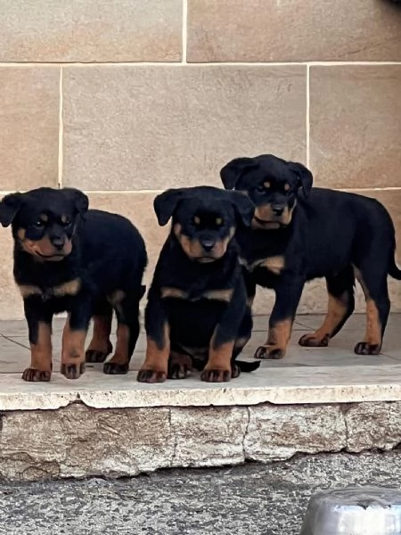 Cuccioli di Rottweiler 