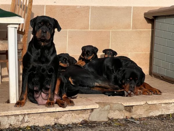 Cuccioli di Rottweiler  | Foto 1