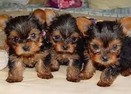 Splendidi cuccioli di tacpa da t Yorkie