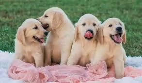 Bellissimi cuccioli di Golden Retriever