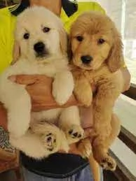 Vendo cuccioli di golden retriever