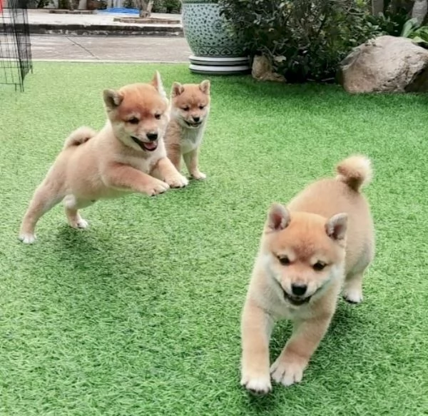 Shiba Inu Marrone in adozione