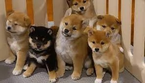 Cuccioli di Shiba Inu maschi e femmine