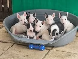 Vendo cani baby bull terrier