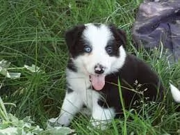 Border collie maschio bianco e nero | Foto 0