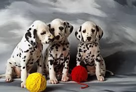 Vendo bellissimi cuccioli di dalmata