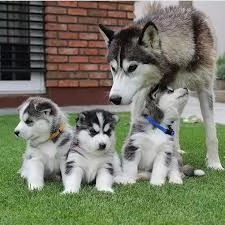 Cuccioli di Husky siberiano bianco e nero