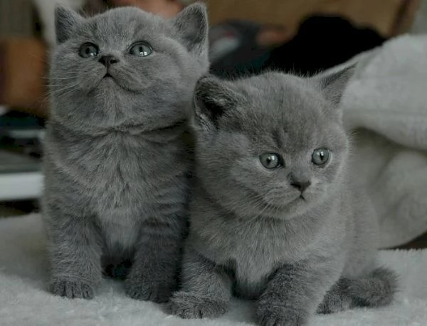 Vendo gattini grigi British Shorthair