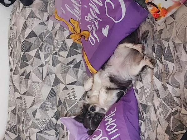 Cuccioli chihuahua a pelo lungo | Foto 0