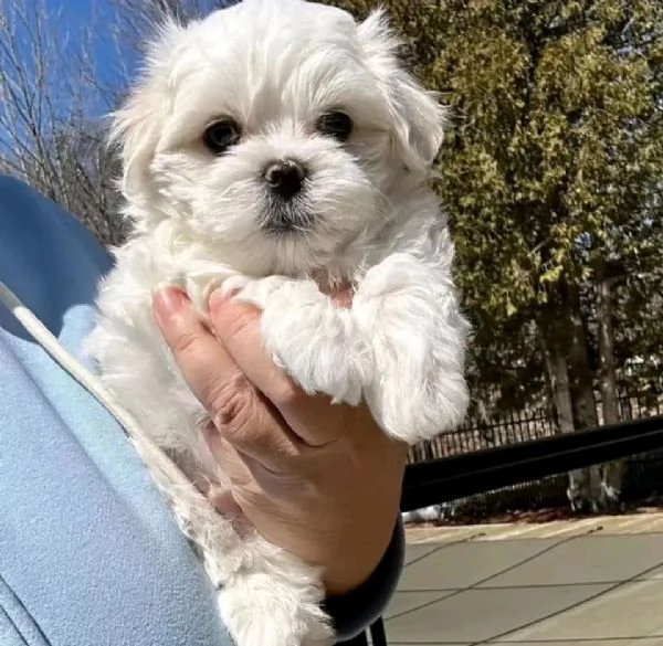 cuccioli di pomerania disponibili