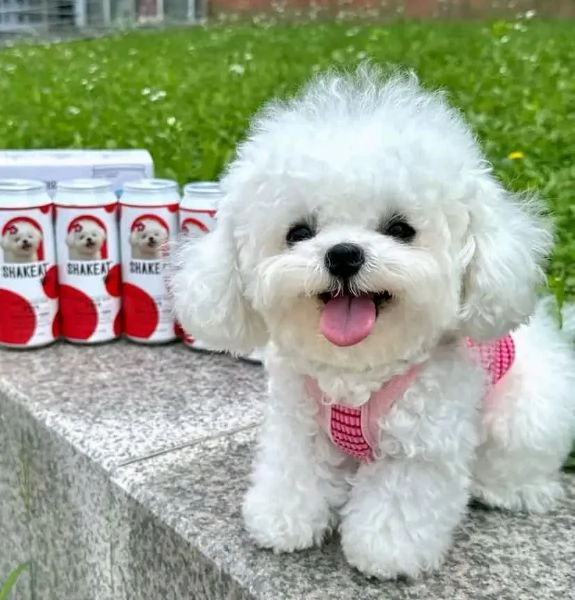 Cuccioli maltesi disponibili | Foto 0