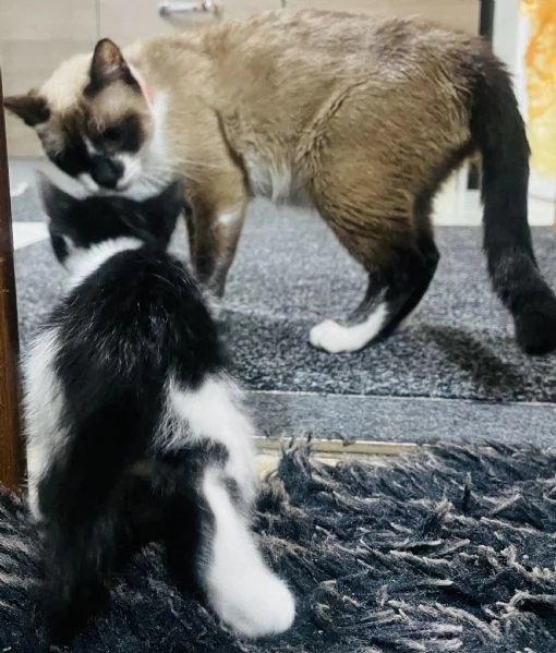 2 gattini da 2 mesi BRITISH SHORTHAIR