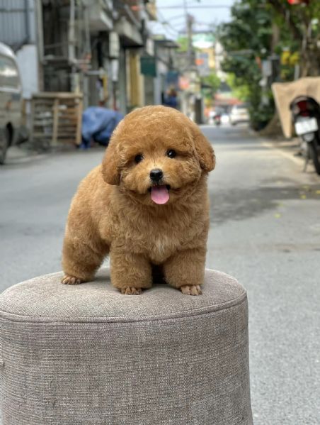 Cuccioli di barboncini toy