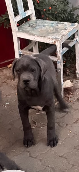 Cucciolo cane corso