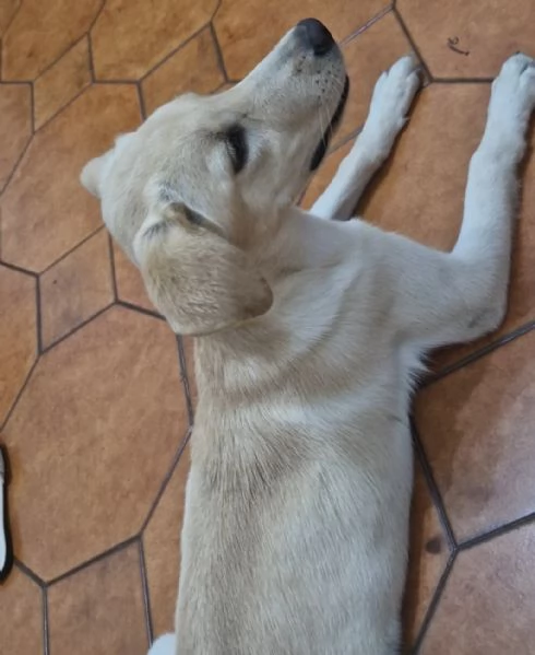 Labrador femmina 6 mesi | Foto 3