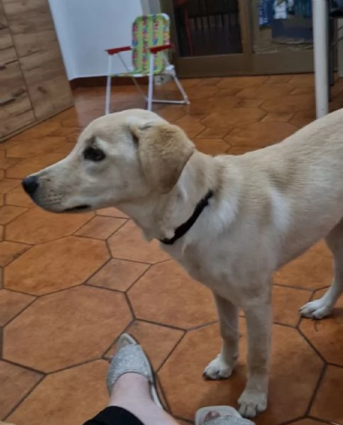 Labrador femmina 6 mesi | Foto 1