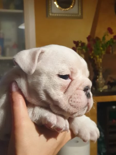 Splendida cucciolata di Bulldog Inglese disponibile | Foto 6