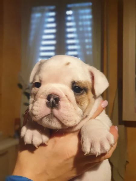 Splendida cucciolata di Bulldog Inglese disponibile | Foto 5