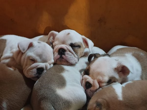 Splendida cucciolata di Bulldog Inglese disponibile