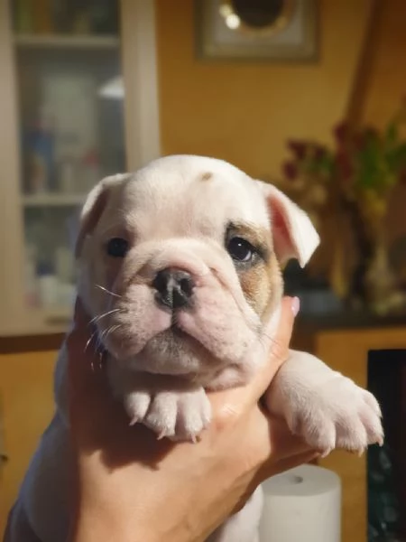 Splendida cucciolata di Bulldog Inglese disponibile | Foto 4