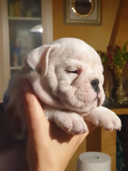 Splendida cucciolata di Bulldog Inglese disponibile | Foto 2