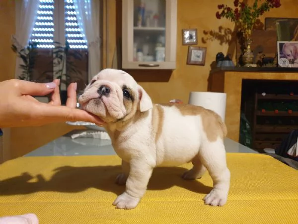 Splendida cucciolata di Bulldog Inglese disponibile | Foto 1