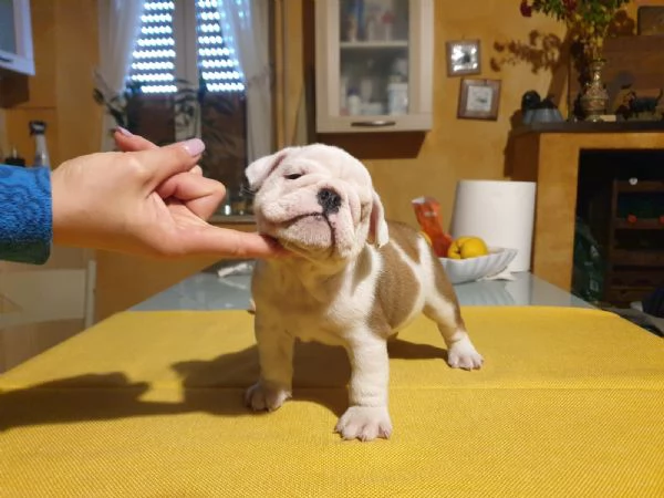 Splendida cucciolata di Bulldog Inglese disponibile | Foto 0