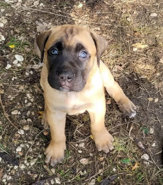 Cane Corso  | Foto 5