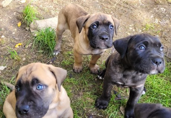 Cane Corso  | Foto 2