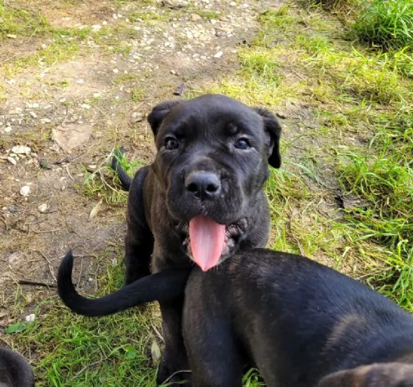 Cane Corso  | Foto 0