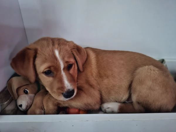 Regalo cucciolo 3 mesi simil labrador