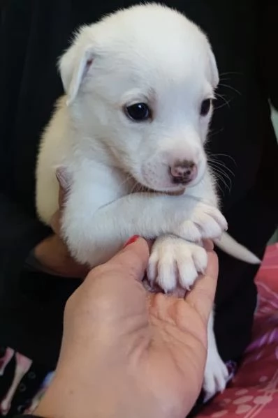 Adozione Coby dolce cucciolo bianco 1 mese taglia mediogrande