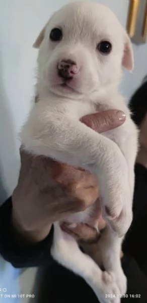 Adozione Coby dolce cucciolo bianco 1 mese taglia mediogrande | Foto 5