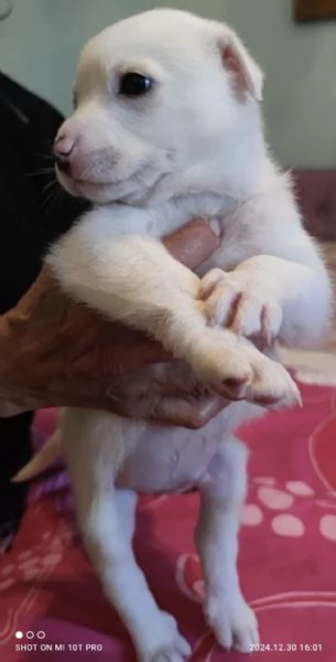 Adozione Coby dolce cucciolo bianco 1 mese taglia mediogrande | Foto 4