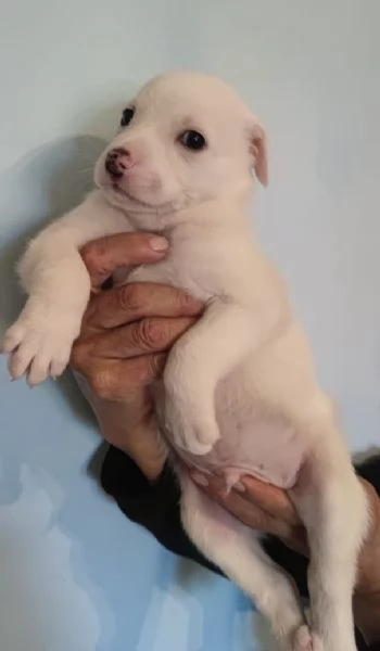 Adozione Coby dolce cucciolo bianco 1 mese taglia mediogrande | Foto 1