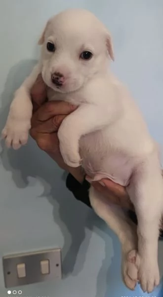 Adozione Coby dolce cucciolo bianco 1 mese taglia mediogrande | Foto 0