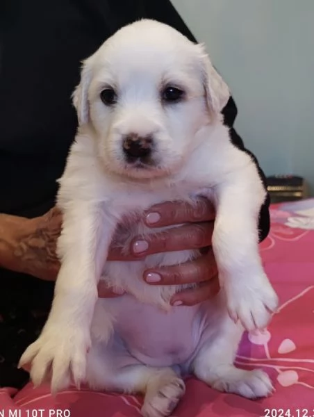 Adozione charlotte dolce cucciola 1 mese bianca taglia mediogrande | Foto 5