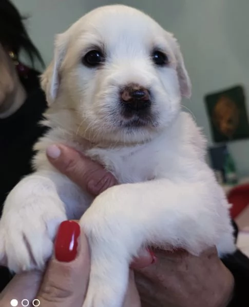 Adozione charlotte dolce cucciola 1 mese bianca taglia mediogrande | Foto 4