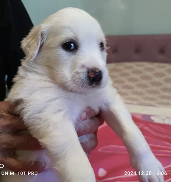 Adozione charlotte dolce cucciola 1 mese bianca taglia mediogrande | Foto 1