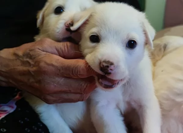 Adozione Brigitte dolce cucciola bianca 1 mese taglia mediogrande | Foto 5