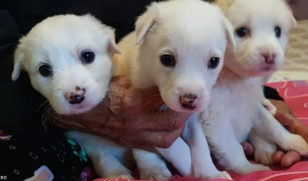 Adozione Brigitte dolce cucciola bianca 1 mese taglia mediogrande | Foto 4