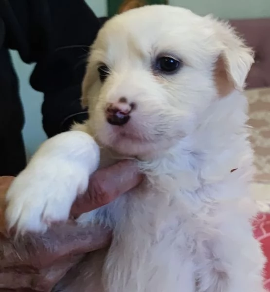 Adozione Brigitte dolce cucciola bianca 1 mese taglia mediogrande | Foto 3