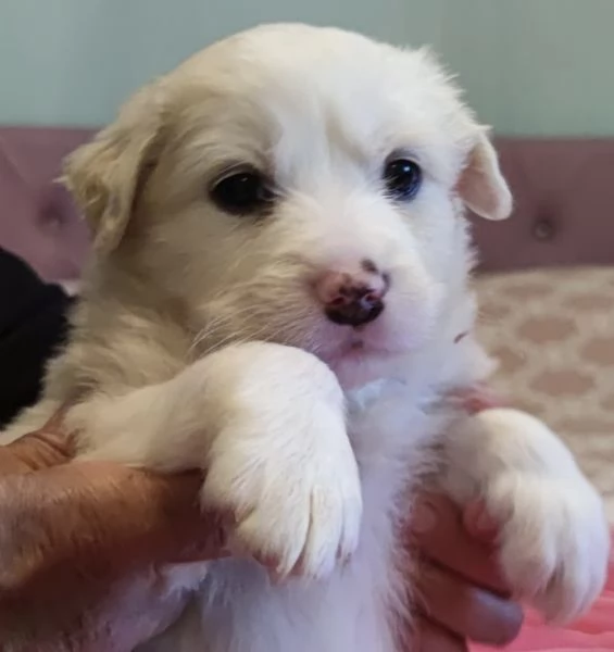 Adozione Brigitte dolce cucciola bianca 1 mese taglia mediogrande | Foto 1