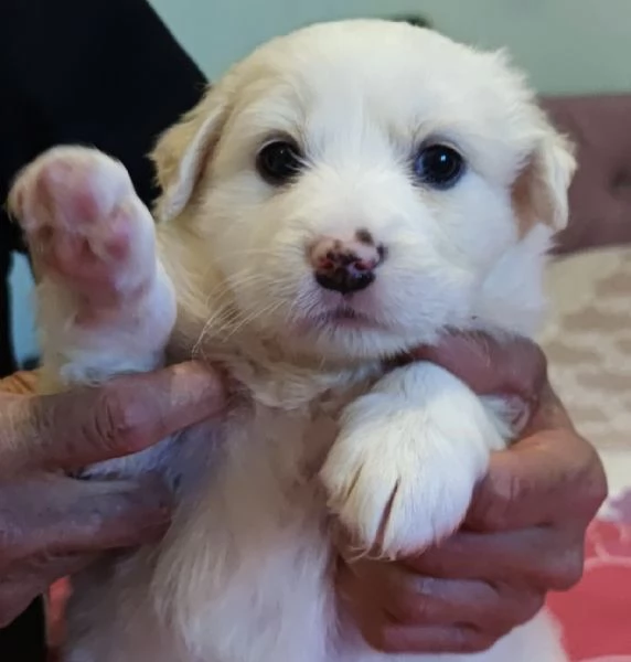 Adozione Brigitte dolce cucciola bianca 1 mese taglia mediogrande