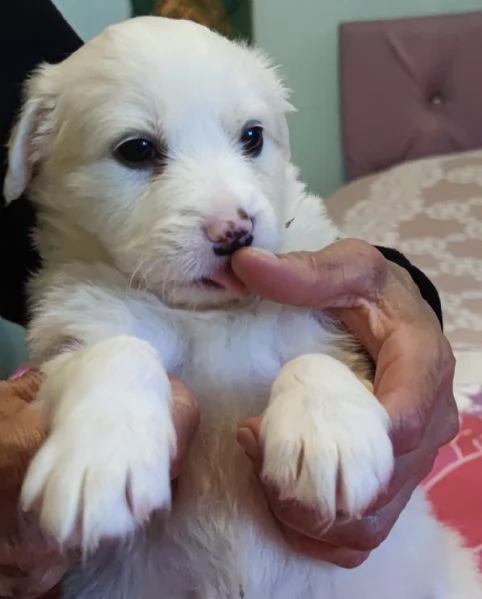 Adozione Brigitte dolce cucciola bianca 1 mese taglia mediogrande | Foto 0