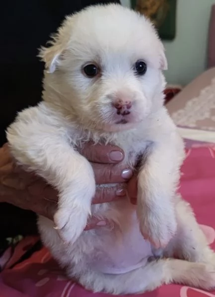 Adozione Lolli dolce cucciola bianca 1 mese taglia mediogrande