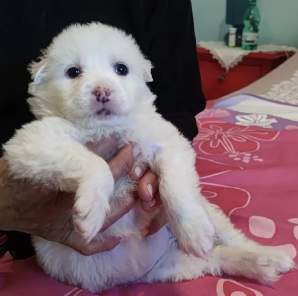 Adozione Lolli dolce cucciola bianca 1 mese taglia mediogrande | Foto 1