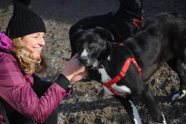 Dorian splendido border collie in canile  | Foto 2