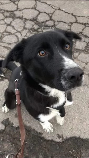 Dorian splendido border collie in canile 