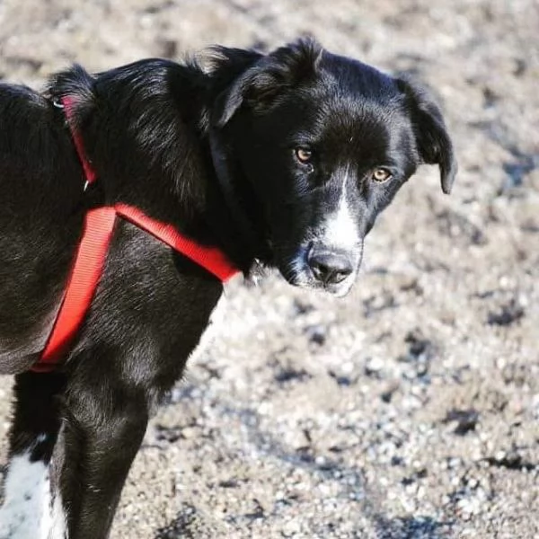 Dorian splendido border collie in canile  | Foto 1